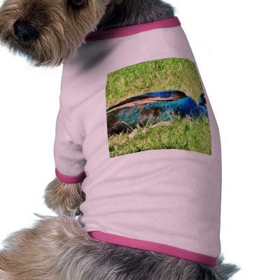 Blue Male Peacock Dog Tee Shirt by lifesphere