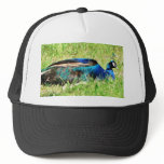Blue Male Peacock Hats