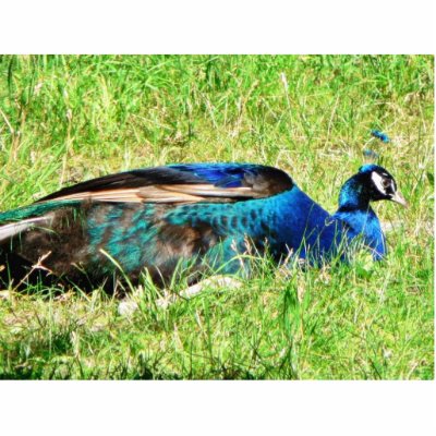 Blue Male Peacock Photo Sculptures by lifesphere