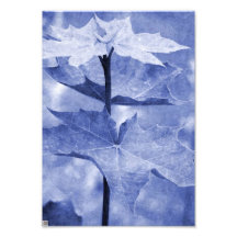 Blue Maple Leaf Art Photo
