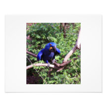 Blue McCaw Photograph