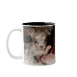 Blue Merle Chihuahua 1 Coffee Mugs