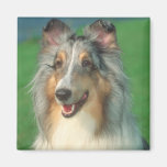 Blue Merle Collie Fridge Magnets