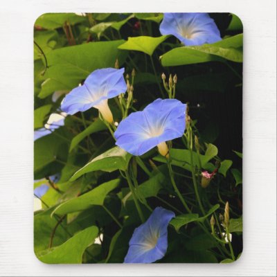 Blue Morning Glories Mouse Mats by kkphoto1