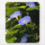 Blue Morning Glories mousepads