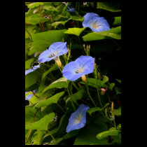 Blue Morning Glories t-shirts