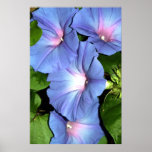 Blue Morning Glory Canvas Print, Version B