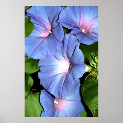 Blue Morning Glory Canvas Print, Version B by photosoncanvas