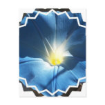 Blue Morning Glory Postcard