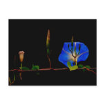 blue morning glory postcards