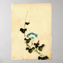 Blue Morning Glory Vine 1840 Posters