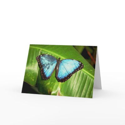 Blue Morpho Butterfly Card by buffy48125