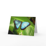 Blue Morpho Butterfly cards