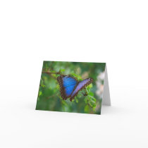Blue Morpho Butterfly Note Card