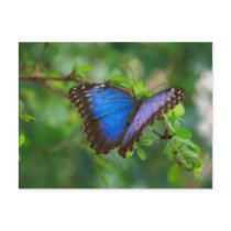 Blue Morpho Butterfly Postcard