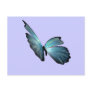 Blue Morpho Butterfly Post Card