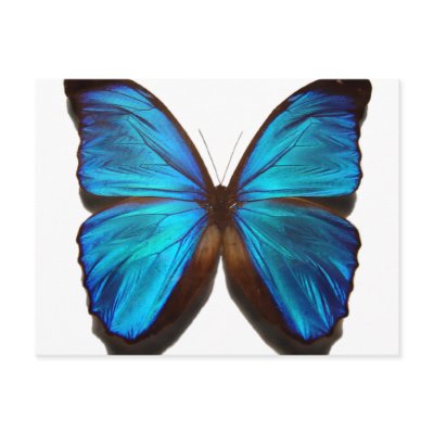 Blue Morpho Butterfly Postcard by sexycher