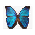 Blue Morpho Butterfly postcards