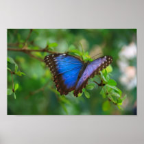 Blue Morpho Butterfly Poster
