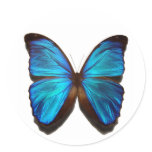 Blue Morpho Butterfly Stickers