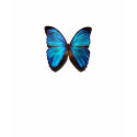 Blue Morpho Butterfly t-shirts