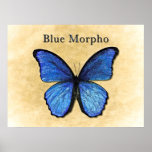 Blue Morpho Illustration posters