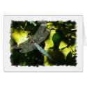Blue Mosaic Dragonfly against sunlit leaves cards