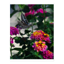 Blue Moth on Flower Post Cards