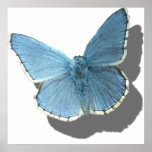 blue moth.psd posters