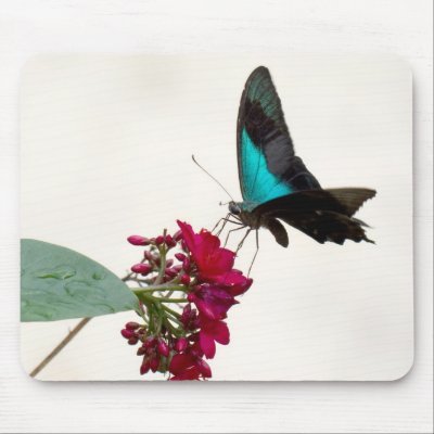 Blue Mountain Swallowtail Butterfly Mousepad by JL_Hawkins