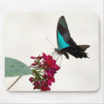 Blue Mountain Swallowtail Butterfly Mousepad