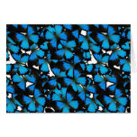 Blue Mountain Swallowtail cards