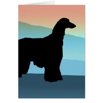 Blue Mountains Afghan Hound Cards by dogsandhorses
