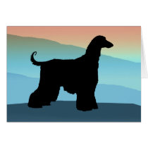 Blue Mountains Afghan Hound