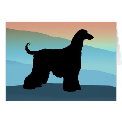 Blue Mountains Afghan Hound by dogsandhorses