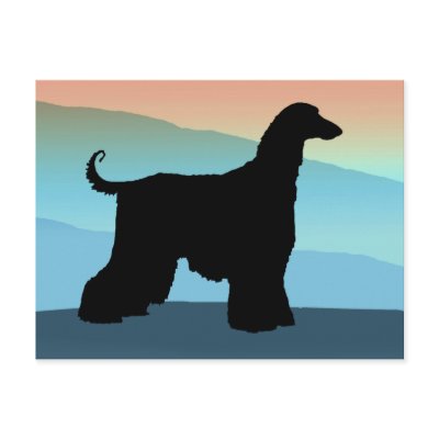 Blue Mountains Afghan Hound by dogsandhorses