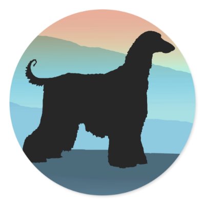 Blue Mountains Afghan Hound by dogsandhorses
