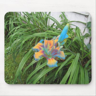 Blue, Orange, Purple Flower (Manipulation) by HaynzDesigns