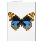 Blue Pansy Butterfly Card