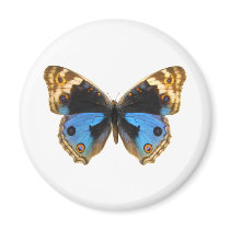 Blue Pansy Butterfly Fridge Magnets