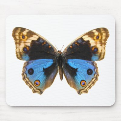 Blue Pansy Butterfly Mouse Pad by Bigboy20769