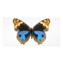 Blue Pansy Butterfly Personalized Photo Card