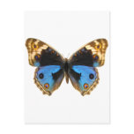 Blue Pansy Butterfly Postcards