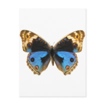 Blue Pansy Butterfly Postcards