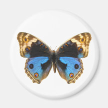 Blue Pansy Butterfly Refrigerator Magnet