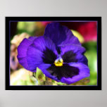 Blue Pansy Flower Poster