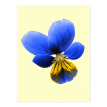 Blue Pansy Postcard