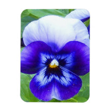 Blue Pansy Premium Magnet