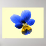 Blue Pansy Print