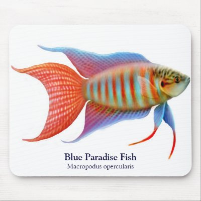 Blue Paradise Fish Mousepad by twopurringcats